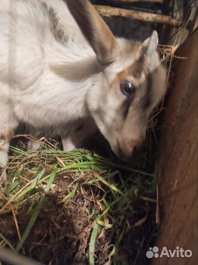 Козлик и козочка