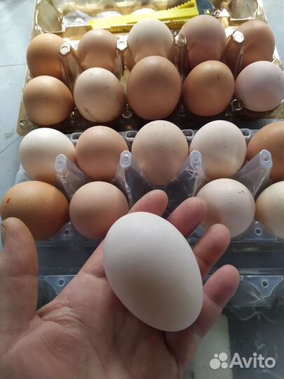Домашние куриные яйца