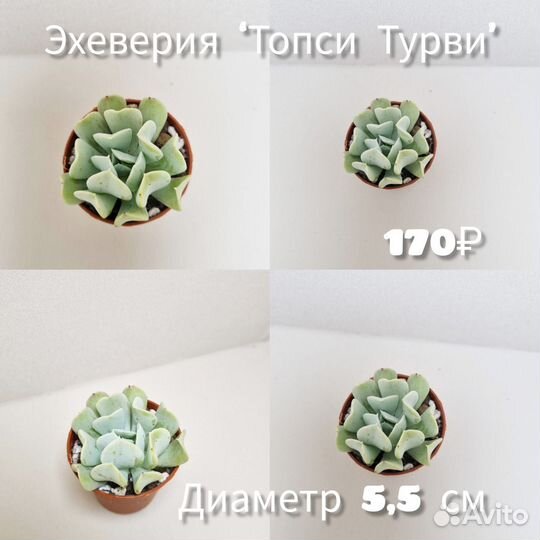 Суккуленты