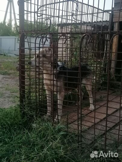 Продам суку алабая сао