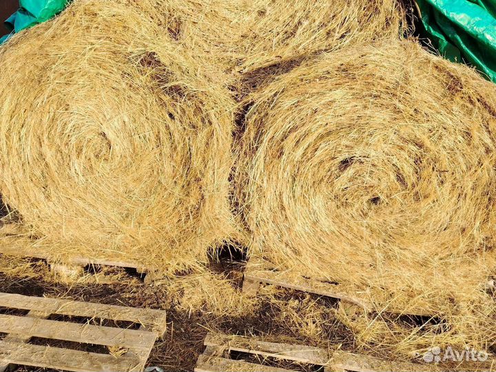 Продам сено в рулонах