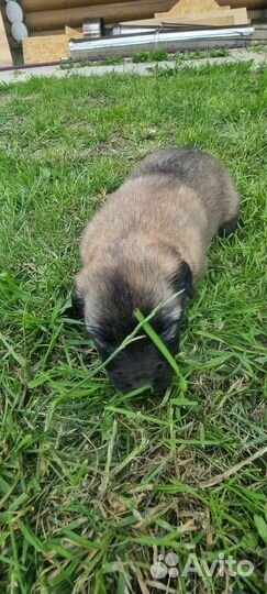 Собаки щенки