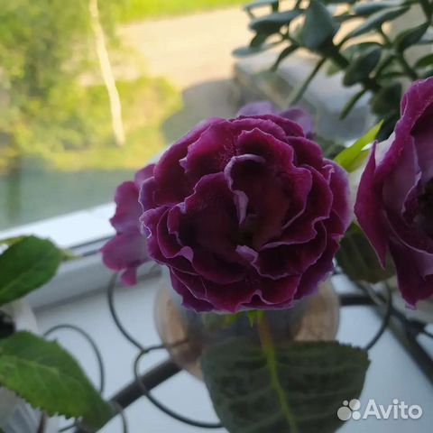 Детки Глоксинии махровой купить в Домодедово | Товары для дома и дачи ...