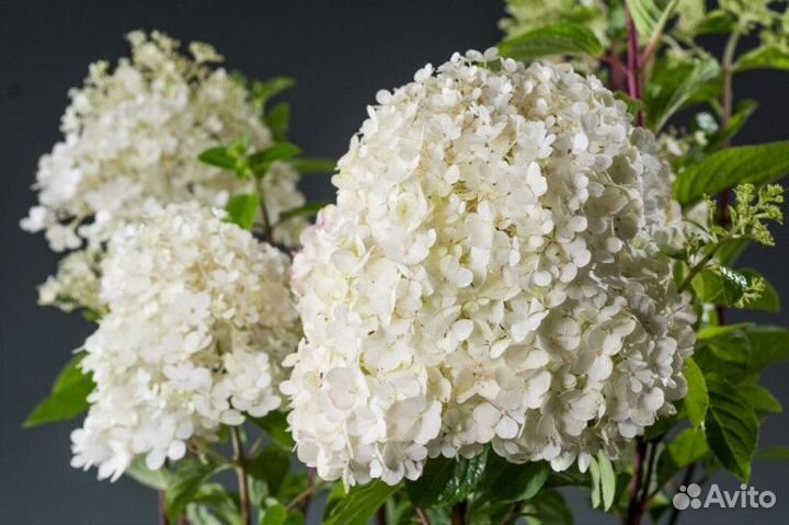 Гортензия метельчатая В ассортименте