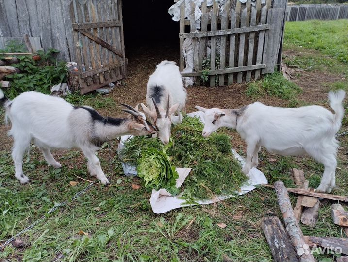 Козы дойные