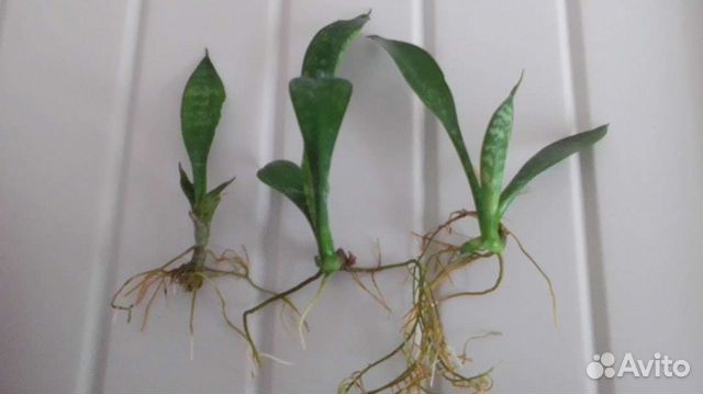 Сансевиерия щучий хвост