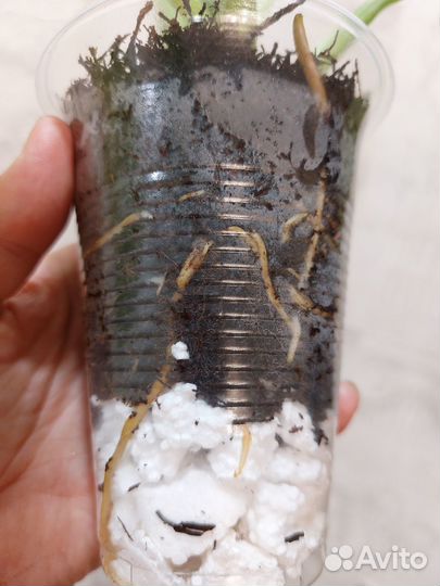 Филодендрон гигантум вариегатный