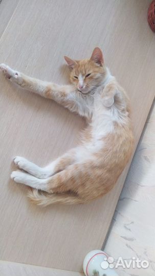 Котики бесплатно в добрые руки