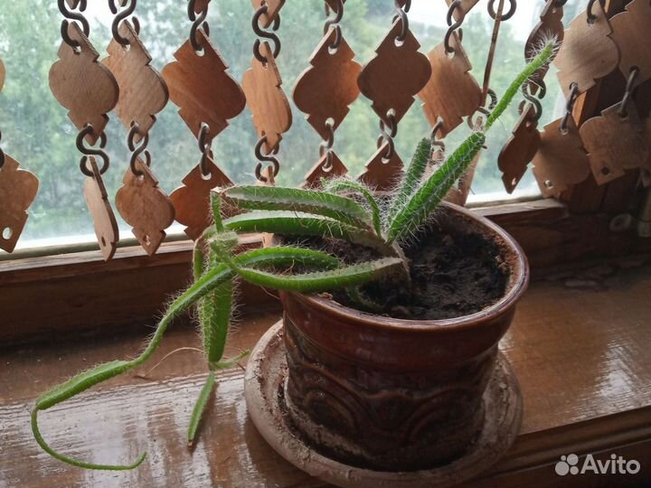 Пушистый кактус