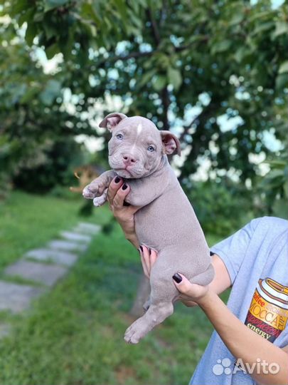 Американский булли покет