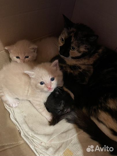 Котята ищут свою семью