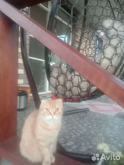 Кошка веслоушка ласковая в дар