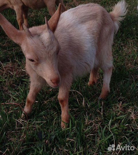 Зааненские, чешские, альпийские козочки и козлик