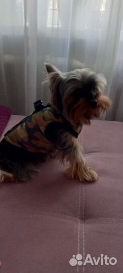 Жилетка для собак со шлейкой