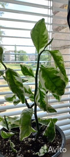 Педилантус