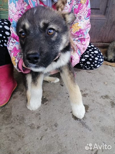 Отдам в добрые руки