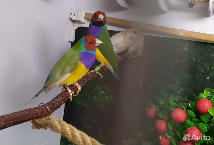 Амадины Гульда