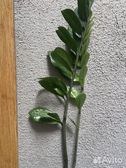 Замиакулькас