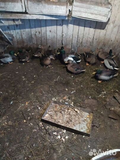 Подсадные утки