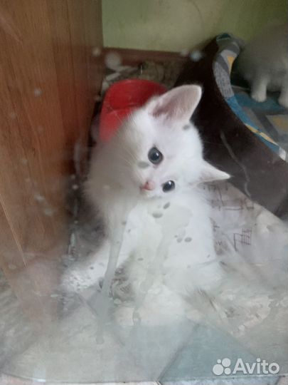 Котёнок турецкой ангоры
