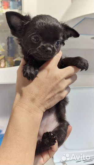 Чихуахуа девочка