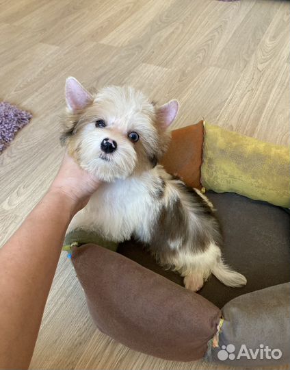 Белый йорк с голубыми глазами мальчик