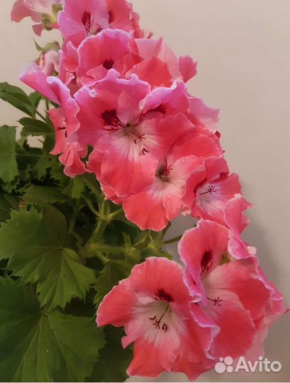 Сортовые королевские пеларгонии.срезы