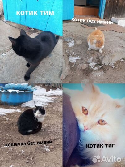 Кошки в добрые руки бесплатно