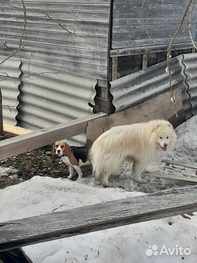 Собаки щенки бигль/самоед