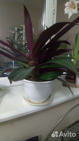 Рэо, цветок домашний