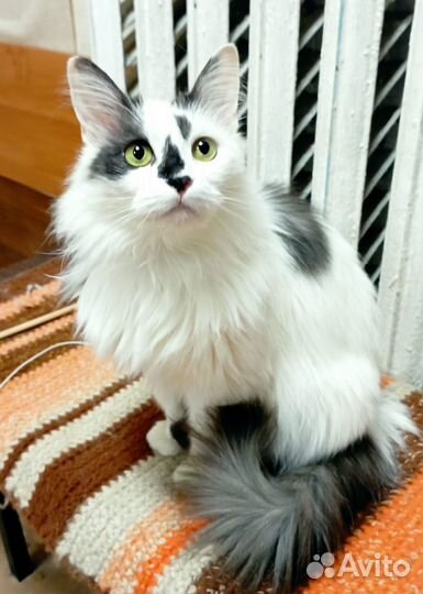 Кот в добрые руки
