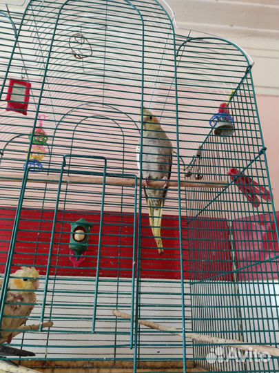 Птенцы корелла