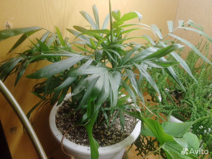 Зелёный друзья