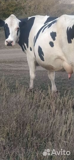 Корова чистокровная Голштинской породы