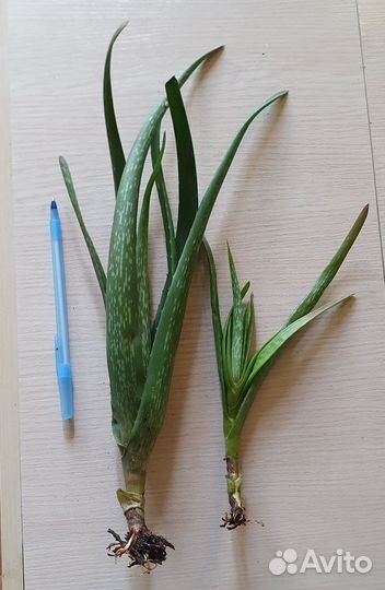 Комнатные растения(толстянка, гербера, лавр, алоэ)