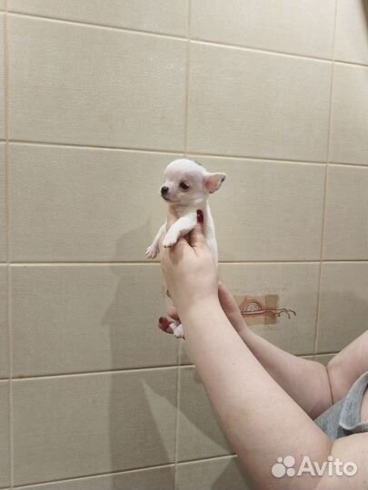 Мальчишки чихи