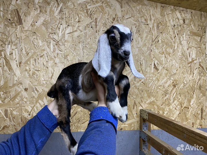 Англо нубийские козлята