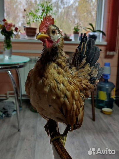 Петушок Серамы