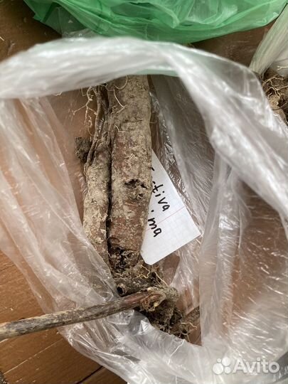 Пион Festiva Maksima