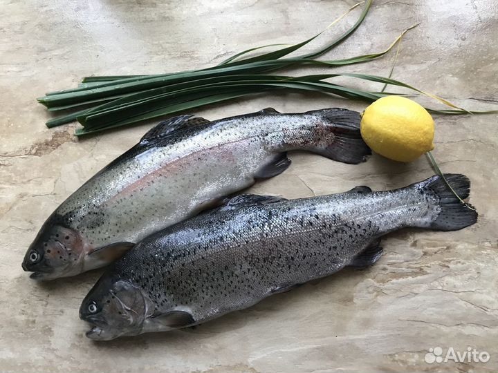 Живая форель