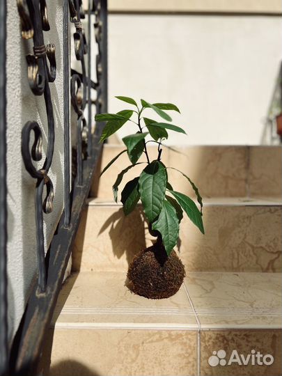 Авокадо Kokedama