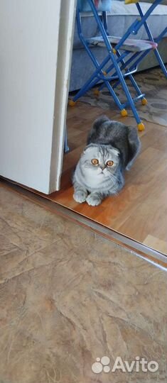 Кот в добрые руки