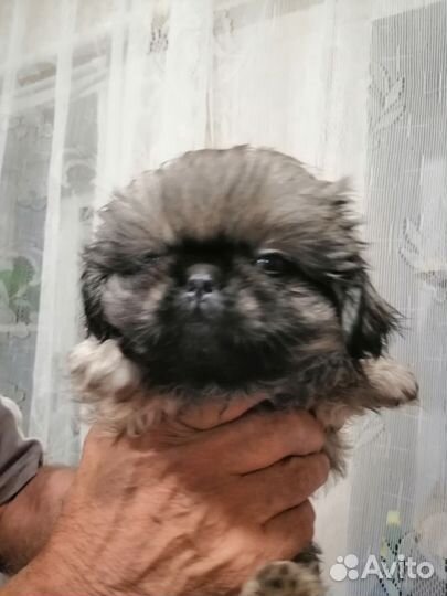 Щенки пекинеса