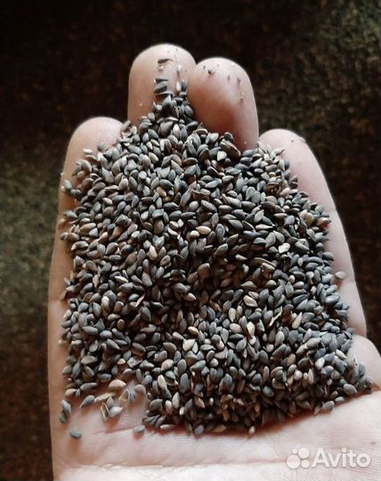 Доставка семян ели