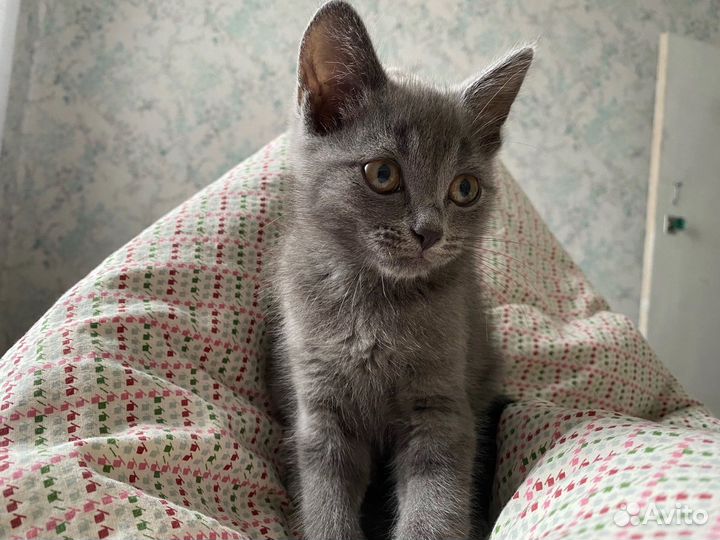 Отдадим котенка в добрые руки