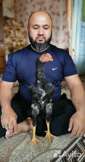 Бойцовые петухи о шамо