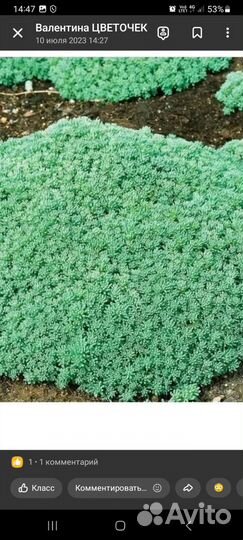 Почвопокровные растения