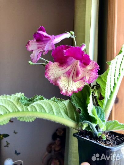 Стрептокарпус сахара, Колумнея красноцветущая