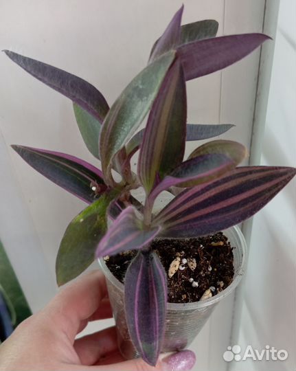 Традесканция