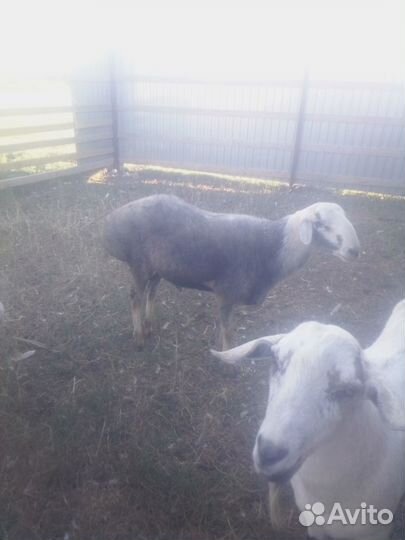 Баранчики на племя